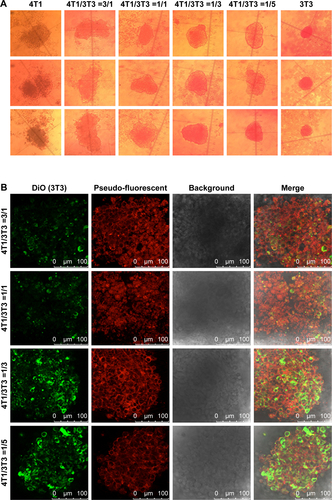 Figure S3 Mixed tumor spheres were constructed and heterogeneous cells coexisted harmoniously and dispersed evenly.Notes: (A) The ratios were the initial proportions when the cells were mixed together. Microscope images revealed their morphological characteristics. (B) 3T3 cells were pre-marked with green fluorescent probe DiO. Section images were photographed every 4 µM from the edge to the core (scale bar: 100 µm).Abbreviation: DiO, 3,3′-dioctadecyloxacarbocyanine perchlorate.