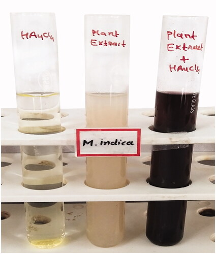 Figure 1. Colour change in the reaction mixture indicate formation of AuNPs.