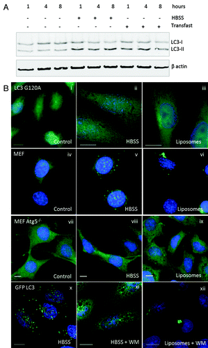 Figure 4. Requirements for tubulovesicular autophagosome formation by cationic lipoplex. (A) MEF cells were incubated for the indicated times in nutrient media (control), HBSS or nutrient media containing cationic lipoplex. Cells lysates were analyzed by SDS-PAGE followed by western blot using antibodies specific for LC3 or ACTB/β-actin. The bands representing LC3-I and LC3-II are indicated. (B) CHO cells expressing GFP-LC3G120A were incubated in nutrient media (i), starved in HBSS (ii), or nutrient media containing lipoplex (iii). Cells were fixed after 4 h. Wild-type MEF cells were incubated in nutrient media (iv), starved in HBSS (v), or nutrient medium containing lipoplex (vi). MEF atg5−/− cells were incubated in nutrient media (vii), starved in HBSS (viii), or nutrient media containing lipoplex (ix). Cells were fixed after 4 h and endogenous LC3 was visualized by immunostaining with antibody specific for LC3. CHO cells expressing GFP-LC3 were incubated in HBSS alone (x) with 100 nM wortmannin in HBSS (xi), or 100 nM wortmannin in nutrient media containing lipoplex (xii). Cells were fixed at the indicated times. Nuclei were stained with DAPI. Scale bar: 10 μm.