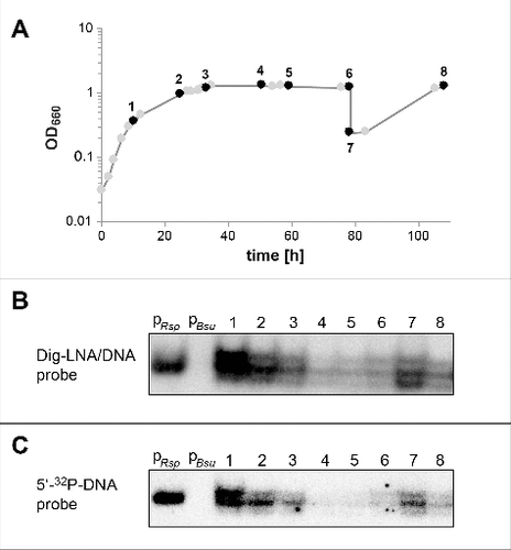 Figure 3. pRNA expression profiles at different growth stages of R. sphaeroides 4.2.1 cells grown under microaerobic conditions, analyzed by Northern blotting. (A) Growth curve; time points at which samples were withdrawn for RNA extraction are numbered and marked by black circles. (B) Northern blots for the detection of pRNAs using the TRIzol RNA extraction protocol, non-denaturing PAGE (12%), EDC crosslinking and digoxigenin-labeled hybridization probes as described in Materials and methods; 4 μg RNA was loaded in each lane: lane pRsp, a chemically synthesized R. sphaeroides pRNA 14-mer (5′OH-AUC GGC CAC UGG AA-3′); lane pBsu, a pRNA 14-mer complementary to B. subtilis 6S-1 RNA (5′OH -GUU CGG UCA AAA CU-3′)34; lanes 1 to 8, total RNAs from cell samples specified in panel A. (C) Analysis of the same sample set as in panel B, but using only 2.4 μg RNA in each lane and denaturing (7 M urea) 12% PAGE, UV-crosslinking for RNA immobilization on membranes and a 5′-32P-labeled DNA probe for hybridization (for details, see Materials and methods). Note that migration of the synthetic pRNA 14-mer (pRsp) and endogenous pRNAs is not directly comparable, as the former carriers a 5′-OH end, while the latter are assumed to carry 5′-triphosphates.