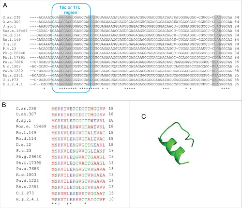 Figure 8. Putative rreB homologs in Rhodobacterales. (A) Multiple sequence alignment of sequences corresponding to the putative small mRNAs containing homologous sORFs of 18 codons (named rreR) and preceded by a region with extended complementarity to the 3′-end of 16 sRNA (Extended SD region). Canonical SD, GTG start codon and stop codons are highlighted in gray. For other descriptions see (Fig. 2A. (B) Multiple sequence alignment of the small proteins RreR encoded by the sORFs shown in A). O.ar.238, Octadecabacter arcticus 238; O.an.307, Octadecabacter antarcticus 307; J.sp.1, Jannaschia sp CCS 1; Ros.e.19469, Roseibacterium elongatum DSM 19469; Ro.d.114, Roseobacter denitrificans OCh 114; Ro.l.149, Roseobacter litoralis Och 149; D.s.12, Dinoroseobacter shibae DFL 12; P.t.23, Planktomarina temperata RCA 23; Ph.g.26640, Phaeobacter gallaeciensis DSM 26640; Ph.i.17395, Phaeobacter inhibens DSM 17395; Pa.a.7686, Paracoccus aminophilus JCM 7686; R.c.1003, Rhodobacter capsulatus SB 1003; Pa.d 1222, Paracoccus denitrificans PD 1222; Rh.s.2351, Rhodovulum sulfidophilum DSM 2351; C.i.P73, Celeribacter indicus strain P73; R.s.2.4.1., Rhodobacter spaheroides ATCC 2.4.1. (C) Predicted spatial structure of RreR from D. shibae DFL 12.