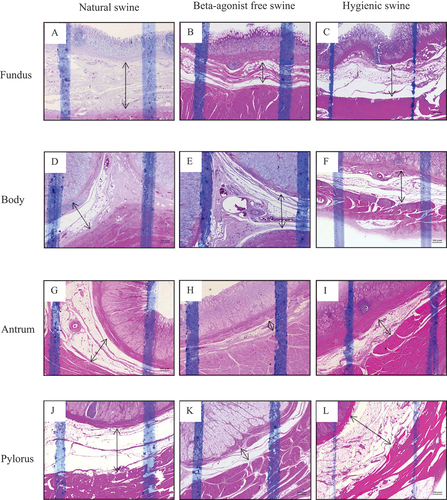 Figure 2. The histology presenting thickness of submucosa layer of swine’s stomachs in various regions including fundus, body, antrum, and pylorus of natural, beta-agonist free, and hygienic swine. Determined by scanning objective of 2.5× of microscope.