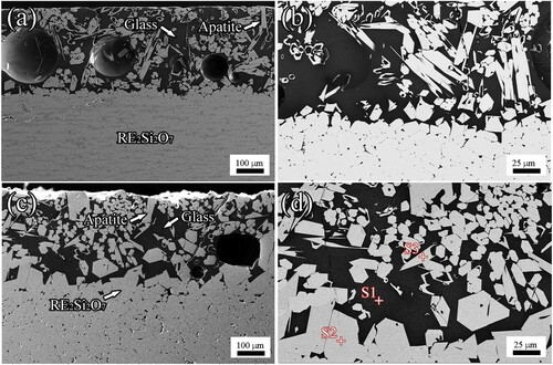 Figure 13. Low- and high-magnification images of the reaction front in the cross-section of (Er0.25Tm0.25Yb0.25Lu0.25)2Si2O7 after CMAS corrosion at 1500°C for 4 h ((a) and (b)) and 50 h ((c) and (d)). Reproduced with permission from Reference [Citation88], © Elsevier Ltd. 2020.