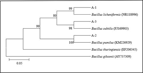 Figure 3. The 16S rDNA phylogenetic tree of strains.