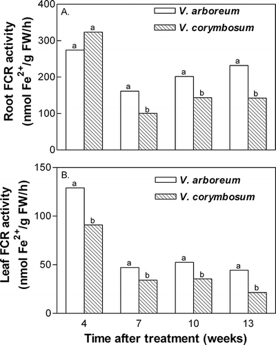 FIGURE 4 Species effect on ferric chelate reductase (FCR) activity in roots (A) and leaves (B) of V. arboreum and V. corymbosum. External nitrate and iron concentrations had no significant effect on FCR activity, thus data are pooled. Mean separation within time after treatment by t-test, p ≤ 0.05 (n = 20).