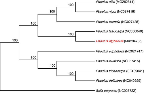 Figure 1. Maximum-likelihood (ML) analysis of P. afghanica and other related species based on the complete chloroplast genome sequence. The gene’s accession number is list in figure.