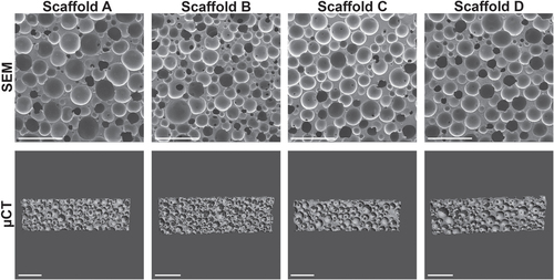 Figure 2. Characteristics of PUR scaffolds. PUR scaffolds A, B, C, and D were imaged by scanning electron microscopy (SEM) or μ-computed tomography (μCT) with corresponding measurements shown in table 1(a) (scale bar 1 mm).