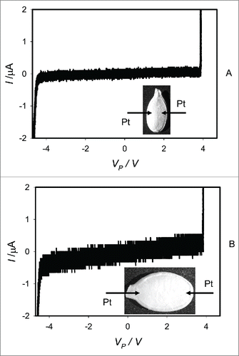 Figure 2. Cyclic voltammetry of dry dormant Cucurbita pepo L., cv Cinderella seeds at different orientation of electrodes in seeds. Bipolar sinusoidal wave with amplitude of ± 5.5 V was applied from a function generator. The frequency of electrostimulation was 1 mHz (1000 scans/s, 1,000,000 scans). Position of platinum electrodes inserted in a seed through its coat is shown.