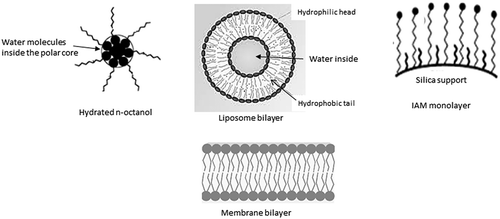 Figure 1. Schematic representation of hydrated octanol (adapted from [Citation4] with permission of the American Chemical Society), of the liposome (adapted from [Citation8] under CC BY-SA 3.0) and of the IAM stationary phase and membrane lipid bilayer. (Reproduced from [Citation9] with permission of Regis Technologies).
