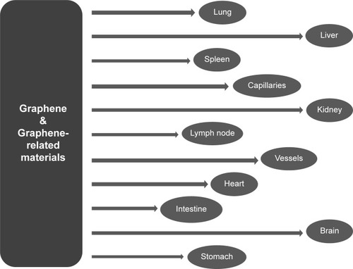 Figure 4 Graphene and graphene-related materials can be used as probes for whole-body functional in vivo bio-imaging of live animals.