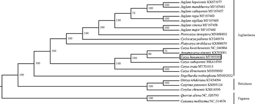 Figure 1. Phylogenetic tree construction using maximum likelihood (ML) based on 22 complete chloroplast genome sequences. The bootstrap support values are shown at the branches.