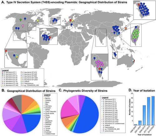 Figure 1. Global Distribution and Genetic Diversity of Strains Harbouring T4SS-encoding Plasmids. Strains that have no documented information were excluded. (A) Global distribution of strains harbouring T4SS-encoding plasmids. Pegs are placed within the country of origin for each strain, where colour represents MLST sequence type (Pasteur) for A. baumannii or species of Acinetobacter. (B) Pie chart indicating the country of origin of isolates. (C) Pie chart denoting the phylogenetic classification of strains. (D) Year of isolation of strains, plotted as a 5-year interval bar graph.