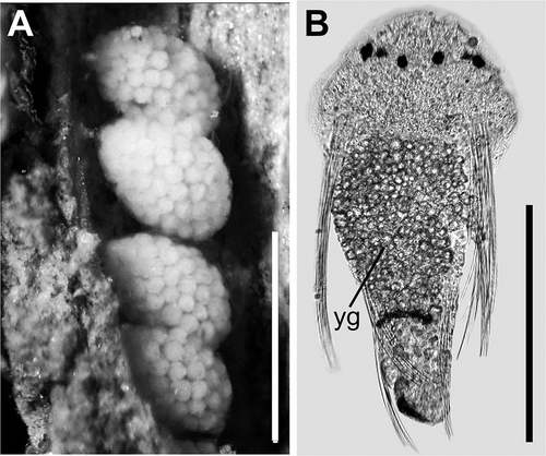 Figure 4. Polydora cornuta. A, mud tube with egg capsules attached to inner wall; B, early stage of a three-chaetiger larva extracted from a capsule: yg = yolky globules. Scale bars: A = 1 mm; B = 150 mm.