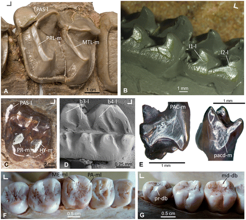 Figure 1. Light reflecting dental wear facets on the occlusal surface of different selected mammalian taxa (fossil and extant). (A) Wear facet extended along the protoloph (PRL-m), the metaloph (MTL-m) and the parastyl (PAS-dl) of Lophiodon, Perissodactyla (specimen HLMD-Ro 2, collection Hessisches Landesmuseum Darmstadt, Germany). (B) Wear facets on the lingual side of the cusps (l1-l; l2-l) of the lower post-canine teeth of Kayentatherium, Tritylodontidae (cast of specimen USNM 317213, United States National Museum collection Washington DC, USA). (C) Wear facets in the parastyle (PAS-l), the protocone (PR-m) and hypocone (HY-m) of a stem equid from Europe, Perissodactyla (specimen STIPB M7410, University of Bonn, Steinmann-Institute teaching collection, Germany). (D) Wear surface within the guiding rail between the cusps (b3-l; b4-l) of the lower molar of Neoplagiaulax, Multituberculata (SEM image of specimen NHMB CY870, collection Naturhistorisches Museum Basel, Switzerland). (E) Wear facet on the mesial side of an upper molar (PAC-d) and on the mesial side of a lower molar (pacd-m) of Henkelotherium, Dryolestoidea (specimens GuiMam 1109 and GuiMam 1100, currently housed in the Steinmann-Institute, University of Bonn, Germany). F+G) Facets of the metacone (ME-ml) and paracone (PA-ml) in the upper M2 and on the metaconid (md-db) of the m1 and the protoconid (pr-db) of the m3 in the dentition of Pongo, Primates (specimen SMF-Schoch-1975, collection Senckenberg Research Institute and Natural History Museum Frankfurt, Germany). Orientation: ∟ indicates buccal (upward) and mesial (left or right) for each example.