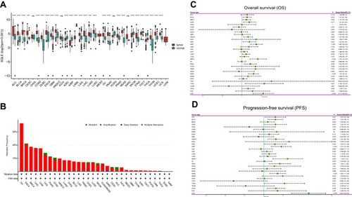 Figure 1 Transcriptome level, somatic mutations, copy number alterations, and prognostic value of SQLE in pan-cancer cohorts. (A) SQLE mRNA expression in different cancer types from TCGA and GTEx data. (***P<0.001, ****P<0.0001) (B) Alteration frequency of SQLE gene in different cancers obtained from the cBioPortal. (C) The correlation between SQLE mRNA expression and overall survival in TCGA pan-cancer cohorts using univariate Cox regression analysis. (D) The correlation between SQLE mRNA expression and progression-free survival in TCGA pan-cancer cohorts using univariate Cox regression analysis.