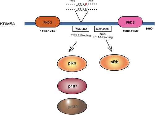 Figure 2. Pocket protein interaction site of KDM5A: KDM5A has a T/E1A binding domain located between PHD2 and PHD3. It contains LxCxE motif which is able to interact with all three pocket proteins pRb, p107 and p130. This interaction can be abrogated by changing a single residue (LxCxE to LxCxK). Beside the LxCxE motif, KDM5A also has a non-T/E1A binding domain through which it can interact with pRb protein. Amino acid residues indicating the position of relevant domains/motifs are shown.