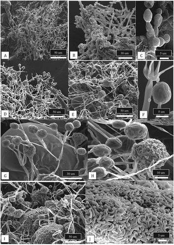 Fig. 12 Scanning electron micrographs of cannabis bud samples treated with Trichoderma asperellum or Gliocladium catenulatum and incubated for 10 days prior to sample collection. a–c, Mycelial growth, sporulation and spore production by T. asperellum on cannabis tissues. d, e, Sporulation of G. catenulatum showing spore clusters (balls) on cannabis bract leaves. f, Close-up of a verticilliate conidiophore and spore ball. g, h, Conidiophores, spore balls and spore masses of G. catenulatum produced on cannabis bract leaves. In (g), a trichome gland can be seen in the background. i, j, Masses of spores exuded from conidiophores of G. catenulatum that cover the surface of cannabis tissues