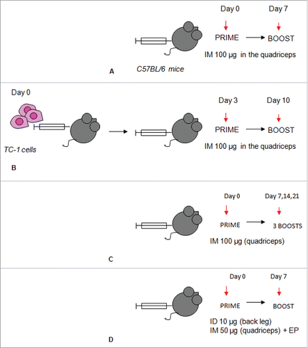 Figure 5. Immunization schedules. Immunization with the ss-E7* +/−CP series in absence (A) or in presence of tumor challenge (B) to evaluate immune response and tumor rejection, respectively. Long-term (C) and short-term (D) immunization protocols used to induce antibody response in mice vaccinated with the the L21–200 +/− E7* series. ID: Intra-dermal injection; IM: Intra-muscular injection; EP: Electroporation.