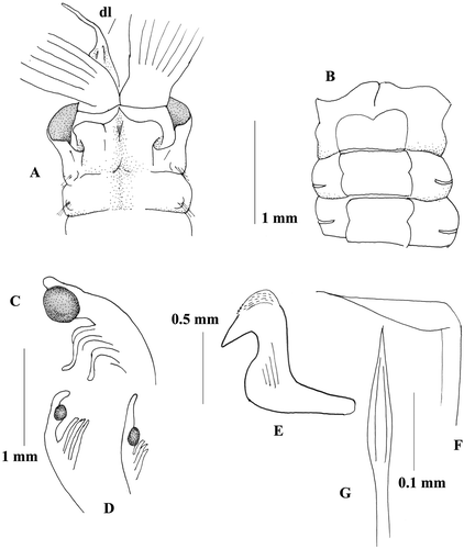 Figure 1 Megalomma vesiculosum: A, anterior end, dorsal view; B, anterior end, ventral view; C, eye from the dorsalmost radiole; D, eyes from other radioles; E, thoracic uncinus; F, companion chaeta; G, inferior thoracic notochaeta.
