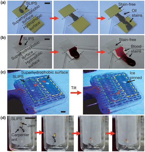 Figure 2. Repellence of complex fluids, ice and insects by SLIPS. (a) Movement of oil on a SLIPS, a superhydrophobic Teflon porous membrane and a flat hydrophobic surface. Note the slow movement on and staining of the latter two regions. (b) Comparison of the ability to repel blood by a SLIPS, a superhydrophobic Teflon porous membrane and a flat hydrophilic glass surface. Note the slow movement on and staining of the latter two regions. (c) Ice mobility on a SLIPS (highlighted in green) compared to strong adhesion to an epoxy resin-based nanostructured superhydrophobic surface (highlighted in yellow). (d) Demonstration of the inability of a carpenter ant to hold on to SLIPS. The ant (and a drop of fruit jam it is attracted to) slide along the SLIPS when the surface is tilted.