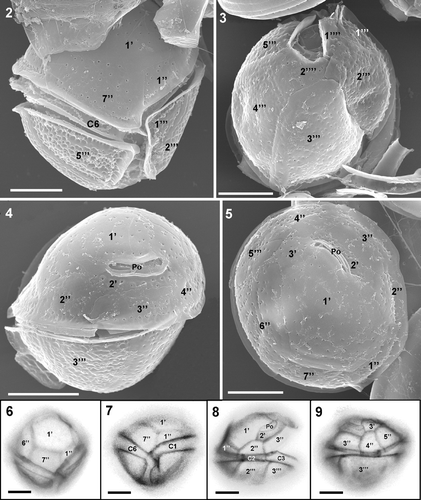 Figs 2–9. Coolia canariensis. 2–5. SEM. 2. Ventral view showing plate 7″, which is two times wider than long. Note the ornamented hypothecal plates that contrast with the smooth epitheca. 3. Antapical view showing all hypothecal plates. 4. Dorso-apical view showing apical pore (Po). 5. Apical view showing the pore complex and the central plate 1′, the largest plate of the epitheca. 6–9. Calcofluor-stained cells showing thecal plates. Scale bars: 10 µm.