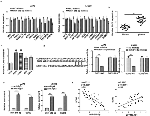 Figure 5. SOD2 was the target gene of miR-515-5p. (a) Effect of miR-515-5p upregulation on the expression of the predicted targets. (b and c) RT-qPCR analysis of SOD2 expression in glioma tissues and cells. (d and e) The binding of SOD2 to miR-515-5p was proved by luciferase reporter and RIP assays. (f) Pearson’s association analysis was used to validate the expression correlation between SOD2 and miR-515-5p (or ZFPM2-AS1). *p < 0.05, **p < 0.01, ***p < 0.001