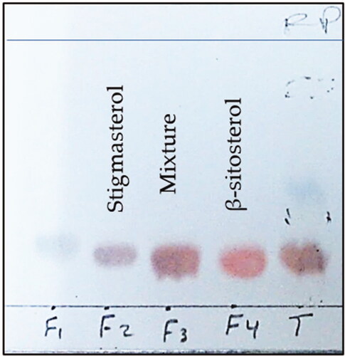 Figure 1. TLC chromatogram (using RPC-18, MeOH 100%, and sulfuric acid as spray reagent) of collected fraction groups; F2: 72–73 afforded compound 1 (stigmasterol) and F4: 77–81 afforded compound 2 (β-sitosterol).