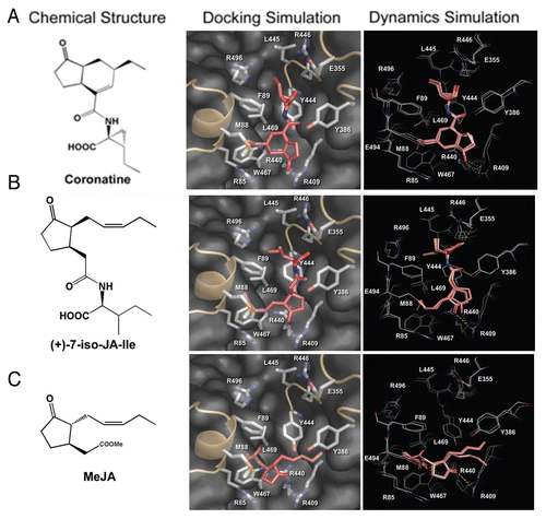 Figure 2 Coronatine and JA-Ile could fit within the surface pocket of COI1. Molecular modeling of the interaction between COI1 and Coronatine (A), (+)-7-iso-JA-Ile (B) or MeJA (C). Left panel: chemical structures of the jasmonates. Middle panel: the pose with the highest GoldScore fitness value in the molecular docking simulation. The jasmonates are shown as red sticks. The surface pocket of COI1 is shown in grey. Right panel: superposition of representative frames of the restricted molecular dynamics simulation. Frames at the early, intermediate and late stages were extracted and superimposed. The jasmonates are shown as pink sticks, and their interacting residues are shown as white lines. Polar contacts are shown as yellow dotted lines (modified from Yan et al., 2009Citation26).