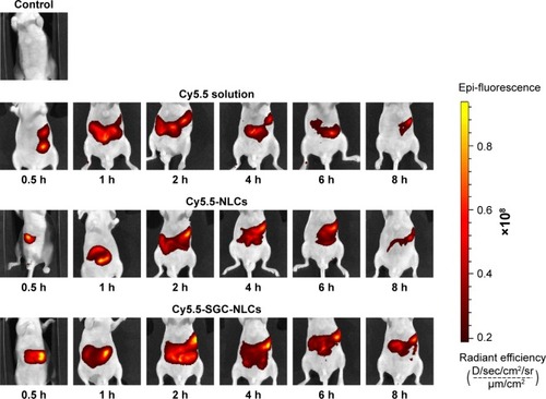 Figure 9 Luminescence imaging of gastrointestinal tract at different time following oral administration of Cy5.5 solution, Cy5.5 NLCs, and Cy5.5 SGC NLCs.Abbreviations: Cy5.5 NLCs, Cy5.5 loaded nanostructured lipid carriers; Cy5.5 SGC NLCs, Cy5.5 loaded nanostructured lipid carriers containing a bile salt.