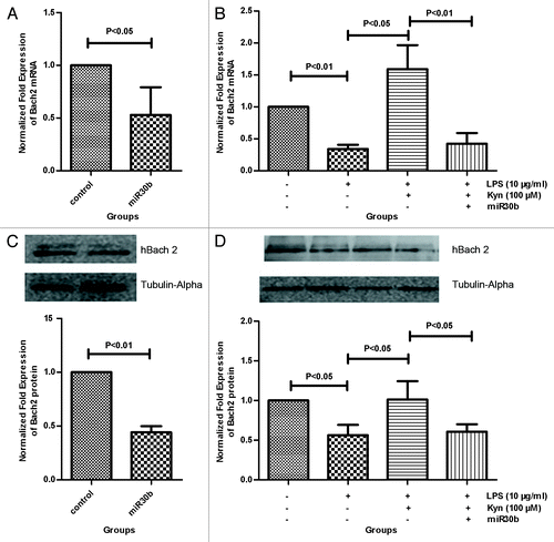 Figure 6. The effect of miR30b on Bach2 mRNA and protein levels. B cells incubated with miR30b, LPS (10 μg/mL), LPS (10 μg/mL) + Kyn (100 μM), LPS (10 μg/mL) + Kyn (100 μM) + miR30b, or without were harvested at 72 h. The non-treated B cells are considered the control. The Bach2 mRNA and protein levels were measured using real-time PCR and western blot, respectively. Kyn changed the Bach2 mRNA (A) and protein (C) levels in B cells. In the process of Kyn-mediated suppression of IgM responses induced by LPS, the effect of miR30b on Bach2 mRNA and protein levels is presented in panels (B) and (D), respectively. The results represent the mean of 3 separate experiments.