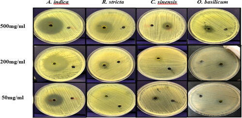 Figure 4. Antimicrobial activity of acetone plant extracts against P. acnes evaluated based on diameter of inhibition zones. Note: Extract concentrations were 500 mg, 200 mg, 50 mg