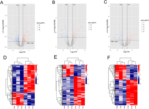 Figure 1 Identification of differentially expressed genes (DEGs) in the progression of post-traumatic joint contracture (PTJC). (A–C) Volcano plots for DEGs in S3d vs S0d (A), S7d vs S0d (B) and S2w vs S0d (C). Red and blue dots represent significantly up- and down-regulated DEGs; horizontal dotted line indicates FDR < 0.05; the vertical dotted line indicates |log2FC| > 0.5. (D–F) Hierarchical clustering heat map based on expression levels of DEGs in S3d vs S0d (D), S7d vs S0d (E) and S2w vs S0d (F) showed the DEGs could separate the PTJC samples from control samples. The number at the right part of heat map corresponds to |log2FC|.