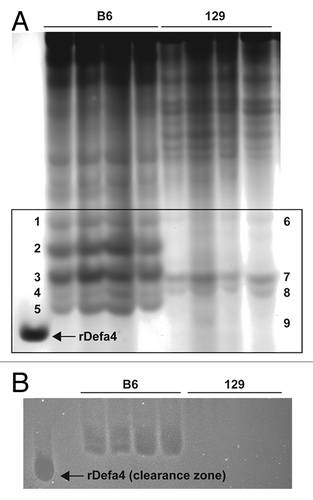 Figure 2. Protein expression and functional analysis of mouse Paneth cell α-defensins. (A) 300 μg of acid-extracted and dialyzed ileal protein from individual C57BL/6 (lanes 2–5) and 129/SvEv (lanes 6–9) mice are separated using acid urea-PAGE. These are run alongside a sample of recombinant α-defensin 4 (lane 1) and stained with Coomassie brilliant blue. From the α-defensin region of the gel (denoted by a box), note that C57BL/6 and 129/SvEv mice express dissimilar sets of these peptides. The identity of the isoforms associated with each band can be ascertained using mass spectrometric analysis. In this study, the following peptides were identified by mass spectrometry: 1-Defa5; 2-Defa24, Defa27; 3-Defa20, Defa21; 4-Defa2; 5-Defa22; 6-Defa5; 7-Defa2/18v, Defa11, Defa16, Defa21; 8-Defa18, Defa25; and 9-Defa4. (B) In this gel overlay assay, the α-defensin region of an unstained AU-PAGE gel is allowed to incubate for 3 h at 37 °C on a layer of media-poor agarose laden with mid-log phase bacterial cells. Overnight bacterial growth of these plates with a media-rich agarose overlay reveals zones of bacterial inhibition associated with α-defensin bands of the AU-PAGE gel. This study demonstrated that C57BL/6 mice express α-defensins that are dramatically more bactericidal against the colitogenic E. coli strain NC101 than the α-defensins expressed by 129/SvEv mice. (Gulati et al., ref. Citation10).