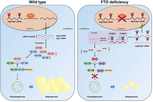 Figure 7. Working model of the mechanism of FTO regulates autophagy and adipogenesis in an m6A-dependent manner. In this model, FTO demethylases the m6A modification of Atg5 and Atg7 mRNAs, which in turn prevents YTHDF2-mediated mRNA decay, thereby increasing their mRNA stability and protein expression, leading to promoting autophagy and adipogenesis. Loss of FTO increases the m6A levels of Atg5 and Atg7 mRNAs, which are specifically recognized and destabilized by YTHDF2, resulting in the decreased protein expression, thereby inhibiting autophagy and adipogenesis.