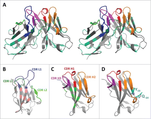 Figure 2. 3D structure of the humanized V-domains of ACT017 (VL8b and VH3 variants). (A) Stereo view with colored CDRs. Mutated residues exposed at the surface are in cyan. (B) VL domain with residues buried at the interface with VH in light pink. (C) VH domain with residues buried at the interface with VL in light green. (D) VH domain with the 2 mutated residues from CDR H2 in cyan.