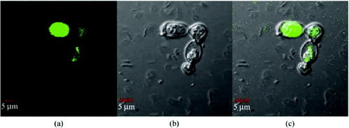 Figure 5. Confocal images of the yeast cells incorporated with the CdTe QDs at 35 °C for 8 days, recorded under excitation by a 488-nm laser giving green-emission (a), the bright field image (b) and the overlaid image (c) (adapted from Bao et al. [Citation40]).