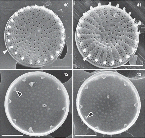 Figs 40–43. Stephanodiscus minutulus, SEM. Black arrowheads: rimoportula, white arrowheads: external tube of marginal fultoportula. Scale bar = 2 µm.
