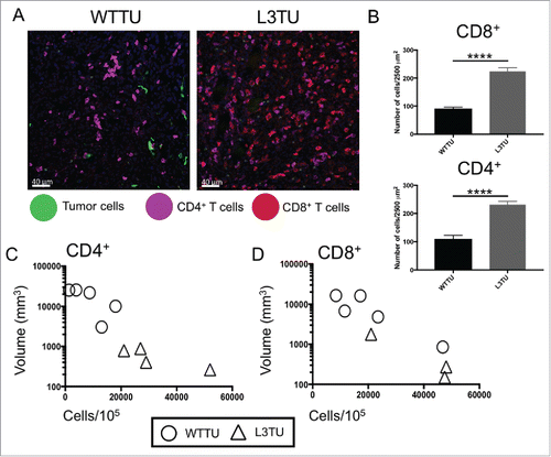 Figure 2. L3TU enhances CD4+ and CD8+ T cell infiltrations into the primary tumor site. Mice were injected with 1 × 106 WTTU or L3TU cells in the left flank. At day 21, mice were euthanized and only visible tumors were removed for FACS and IF analyses. A, Representative IF images of GFP-labeled tumors (green), CD4+ T cells (purple) and CD8+ T cells (red). B, Quantification of IF showing T cell number per 2500 um.Citation2 Shown are data obtained from a total of 4 tumors with 16 sections per tumor and 3 areas per section. C-D, Correlation of CD4+ or CD8+ T cell numbers per 1 × 105 total cells by FACS versus WTTU (circle) or L3TU (triangle) tumor volume; N = 5 experiments with 5 biological replicates for each group. ****, P < 0.0001. Error bars are shown as standard deviation (SD).