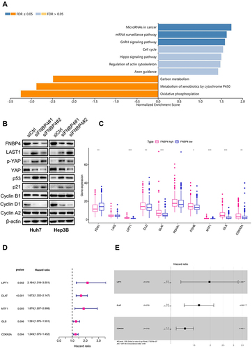 Figure 3 FNBP4 is associated with tumor-related signaling pathways and cuproptosis regulators in HCC. (A) The KEGG pathway analysis was performed with coexpressed genes of FNBP4 in HCC using GESA tools in LinkedOmics. (B) The protein expression levels of cell cycle-associated markers (p53, p21, Cyclin B1, Cyclin D1, and Cyclin A2) and the hippo signaling pathway components (LAST1, p-YAP, and YAP) were measured by Western blot in Huh7 and Hep3B cells transfected with siCtrl or siFNBP4. (C) The expression levels of 10 cuproptosis regulators were analyzed between FNBP4 low and FNBP4 high groups in HCC samples from TCGA-LIHC database. (D and E) The univariate (C) and multivariate (D) Cox regression analyses were performed to determine the prognostic value of the FNBP4-related DECRs in TCGA-LIHC. Data were expressed as Mean ± SEM. *p<0.05, **p<0.01, ***p<0.001.