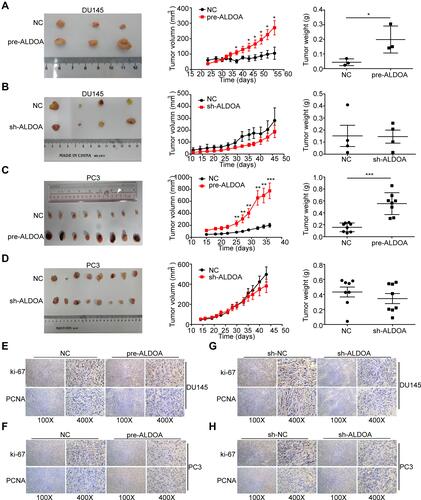 Figure 4 ALDOA promotes the tumor growth of PCa in nude mice in vivo and upregulates the expression of Ki67 and PCNA in the tumor tissues of nude mice. (A and C) Overexpression of ALDOA enhances tumor growth of DU145 and PC3 cells in the nude mice xenograft model. (B and D) Knockdown expression of ALDOA does not significantly inhibit tumor growth of DU145 and PC3 cells in the nude mice xenograft model. (E and F) The immunohistochemistry score for Ki67 and PCNA in tumor tissues resulting from ALDOA overexpression in PC3 and DU145 cell lines. (G and H) The immunohistochemistry score for Ki67 and PCNA in the tumor tissues resulting from ALDOA knockdown in PC3 and DU145 cell lines. Statistical analysis is shown as mean ±SD.*P < 0.05, **P < 0.01, ***P < 0.001 compared with the NC group.
