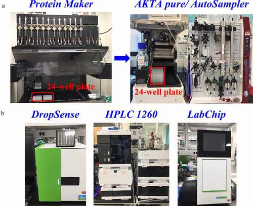 Figure 1. The instrumentation for semi-automated purification. (a) Chromatograph equipment: Protein Maker with 2 × 24 Protein A columns and a 24-well collection plate (left). AKTA pure equipped with an ALIAS autosampler for sample loading from 24-well plates (right). (b) Plate based analytical instruments. DropSense for A280 concentration (left), Agilent HPLC 1260 with multisampler for Protein G titer and aSEC purity (middle), and LabChip GX Touch II for ceSDS (right). Samples from each purification step were transferred into a 96-well plate for analytical characterization