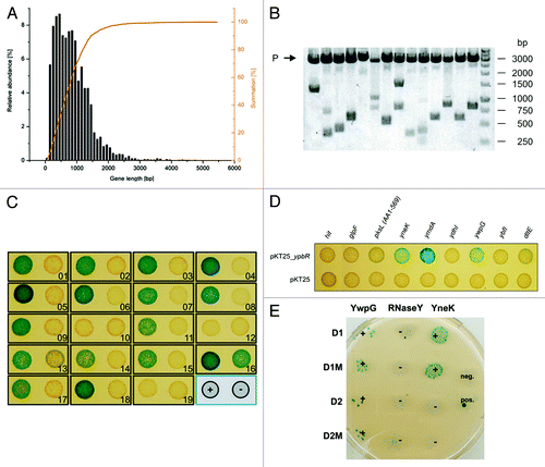 Figure 1. Construction of a bacterial two-hybrid library and identification of DynA (YpbR) interation partner (A) Gene length distribution of B. subtilis. (B) XbaI and SacI restriction analysis of random clones (n = 14) isolated from the pUT18 genomic library. The average insert size is 1030 bp. P, plasmid backbone. (C) Validation of plasmids found in the two-hybrid screen. Plasmids were transformed into E. coli BTH101 carrying either pKT25_dynA (+) or empty pKT25 (−) as indicated in the bottom right position. (D) Second round of validation with full length genes cloned into pUT18 vector. Note, only three full length constructs show interaction with DynA. (E) Interaction matrix of YwpG, RNaseY, and YneK with the D1 and D2 subdomains of DynA and their nucleotide-binding mutants. D1M harbors the K56A mutation and D2M the K625R mutation, respectively.