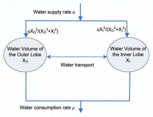 Figure 5 A bistable model of the Venus flytrap opening/closing mechanism. The model is constructed based on water kinetics between the outer and inner layers of the lobes. Water supply is distributed to both layers depending on the layer volume, while water is consumed by transpiration and chemical reactions. Voltage-gated channels block water flow to the inner layer by maintaining a H+ gradient, which leads to high elastic energy in the open state of the trap. In an energy consuming step, the AP triggers an ATP-dependant H+ pump that rapidly pumps H+ against the gradient. APs open the voltage gated channels for a short time, water rushes into the inner layer, and the trap relaxes to semi-closed state. More APs can open the voltage gated channels again, and push a small amount of water to the inner layer. The reopening signal can transport the water back to the outer layer.