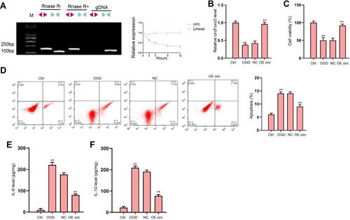 Figure 3 The overexpression of circFoxo3 attenuates OGD-induced cardiomyocyte injury in vitro. (A) The back-spliced and canonical forms of Foxo3 expression was detected by agarose gel electrophoresis assays and PCR in H9c2 cells in the presence or absence of RNase R supplementation. (B–F) H9c2 cells were treated with OGD along with transfection of circFoxo3 overexpressing vectors (OE circ) or empty vectors (NC) for 48 hours. (B) Relative level of circFoxo3 RNA was detected by qRT-PCR.Citation25 Cell viability was determined by CCK-8 assay. (D) Cell apoptosis was determined by flow cytometry. (E) The levels of IL-6 and IL-10 in culture medium were checked by ELISA assay. **p < 0.01.