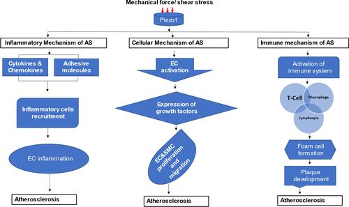 Figure 4 Different mechanosignaling mechanisms of atherosclerosis: schematic diagram demonstrating different signaling thoroughfares and stages of atherosclerotic development from Piezo1 activation by mechanical force, the arrow branching to inflammatory, cellular proliferation and migration, and immune atherosclerosis development.