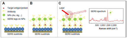 Figure 5 Surface-enhanced Raman scattering (SERS) biosensor for antigen/specific protein detection.