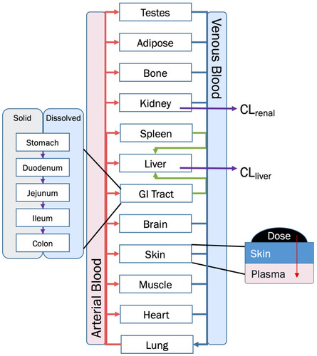 Figure 2 Overview diagram of BIOiSIM Mechanistic Model.