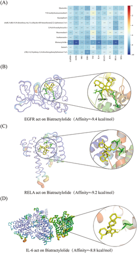 Figure 5 Molecular docking verification of postulated components and key targets. (A) The heat map displays 100 pairings of molecular docking results. (B−D) Combined the three most active docking pairs, biatractylolide with EGFR, biatractylolide with RELA, and biatractylolide with IL-6, and three-dimensional docking results are shown.