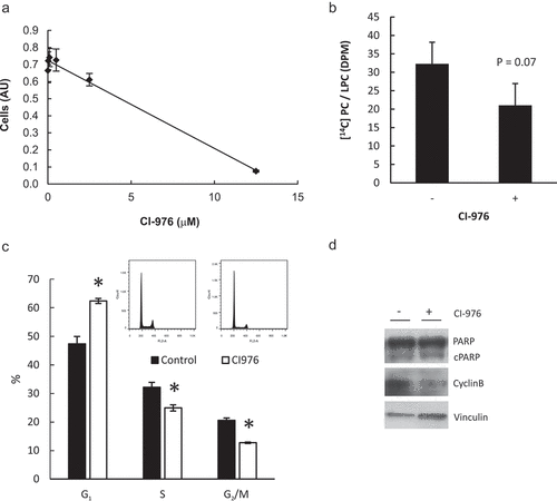 Figure 6. Impaired lysophospholipid acylation does not cause cell cycle arrest at G2/M phase. (a) HeLa cells were incubated with CI-976 (lysophospholipid acyltransferases inhibitor) for 24 h in FBS-depleted media at 0, 0.02, 0.1, 0.5, 2.5 y 12.5 μM. Proliferation was estimated by Crystal Violet staining. (b) HeLa cells were incubated with 2.5 μM CI-976 o vehicle (0.01% DMSO) (without FBS) for 24 h. Two hours before harvesting the cells were incubated with [14C] LysoPtdCho −0.5% FA free BSA for 2 h. Total lipids were resolved by TLC and PtdCho and LysoPtdCho were scrapped off the plate and counted in by liquid scintillation counting. (c) Cell cycle profile and apoptosis (d) were estimated by flow cytometry or cleaved PARP (cPARP) and Cyclin B1 content by Western Blot, respectively after 24 h incubation with 2.5 μM CI-976. * p < 0.05 CI-976 vs control.