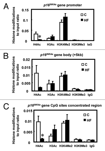 Figure 5 Histone modifications within the p16INK4a gene in offspring mammary glands. (A) Histone modifications at the p16INK4a promoter region in mammary glands of offspring of control (C) and high-fat (HF) fed dams (n = 5). (B) Histone modifications at the p16INK4a gene body (around + 5 kb region) in mammary glands of offspring of control (C) and high-fat (HF) fed dams (n = 5). (C) Histone modifications at CpG-rich regions on the p16INK4a gene in mammary glands of offspring of control (C) and high-fat (HF) fed dams (n = 5). Data are shown as a ratio to the input DNA. H4Ac: acetylated histone 4; H3Ac: acetylated histone 3; H3K4me2: di-methylated histone 3 at lysine 4 residues; H3K9me3: tri-methylated histone 3 at lysine 9 residues. The values are presented as the relative mean ± SEM, *p < 0.05 when compared with C group for each modification.